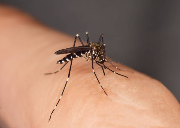 Mosquito sucking Mosquito, Asian tiger mosquito, forest mosquito sucking blood mosquito filled with blood stock pictures, royalty-free photos & images