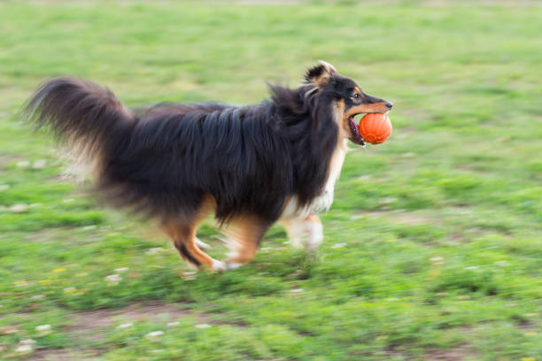 istock Black sheltie playing with orange ball on green grass 821092382