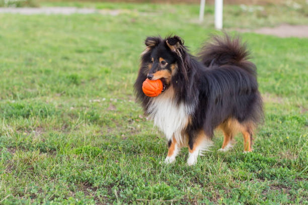 istock Sheltie playing with orange ball on grass 821092408