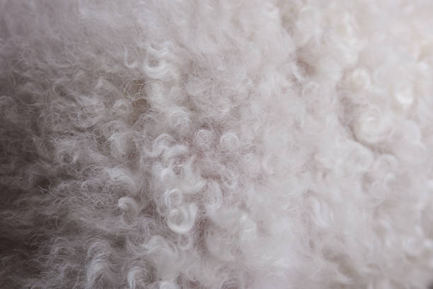 Alpaca fur - close-up.