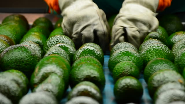 Avocados hass rolling in packaging line