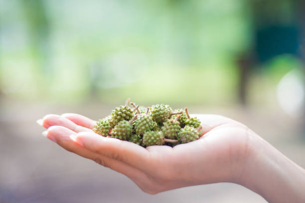 Green pinecone on woman hand , nature