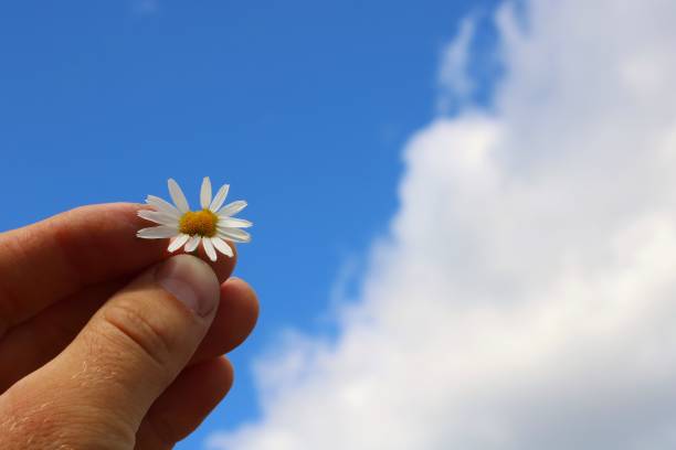 istock A man holding a Daisy in his hands 821110278