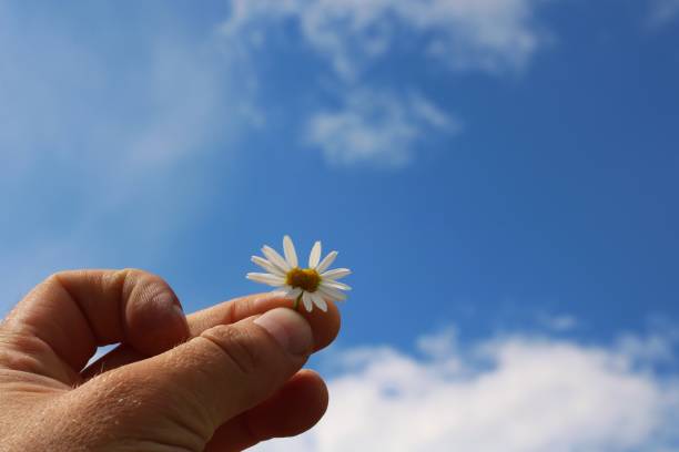 istock A man holding a Daisy in his hands 821110298