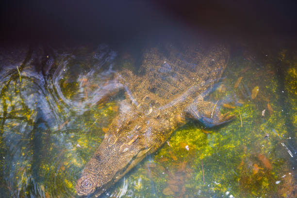 istock Crocodile swims in the pond 821110492