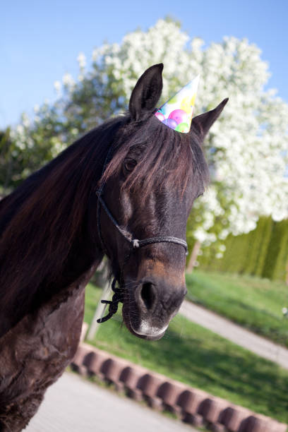 Party horse has birthday stock photo