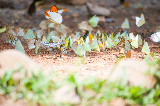 istock Group of butterflies on the ground 821110844