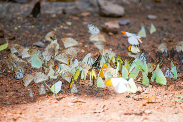 istock Group of butterflies on the ground 821110854