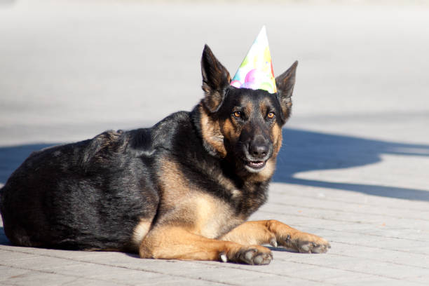istock Party dog with party hat celebrates birthday 821110864