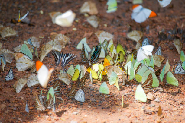 istock Group of butterflies on the ground 821113830