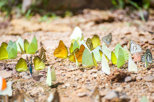 istock Group of butterflies on the ground 821113844
