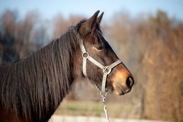 istock full blood horse foals 821113942