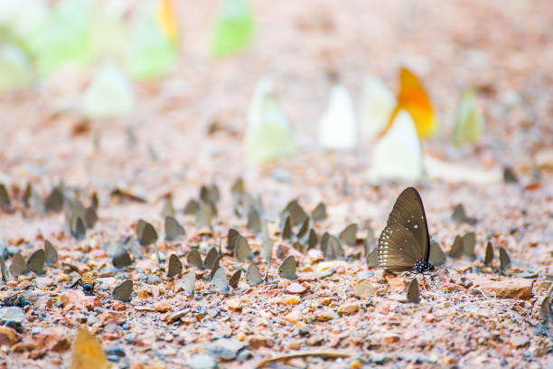 Group of butterflies on the ground, Kaeng Krachan National Park, Thailand