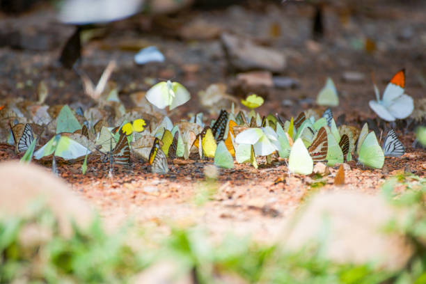 istock Group of butterflies on the ground 821117372
