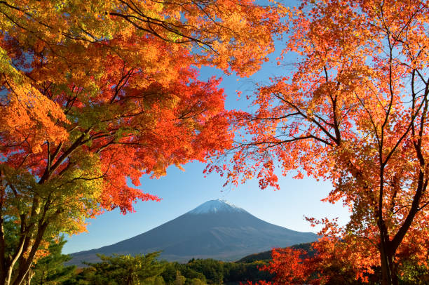 istock Mt.Fuji in autumn 821117594