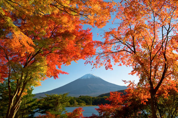 istock Mt.Fuji in autumn 821117620