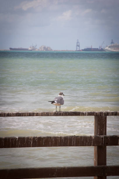 istock Bird contemplating the sea 821117718