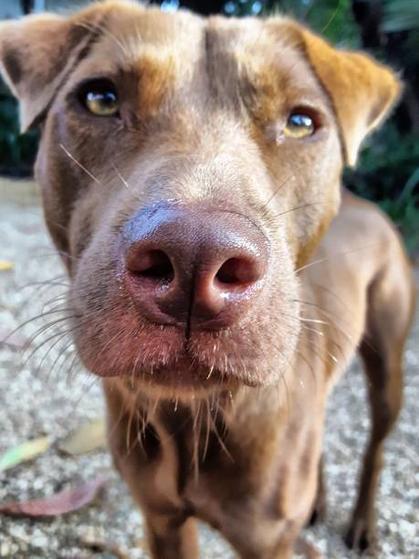 istock Portrait of red dog. 821118020