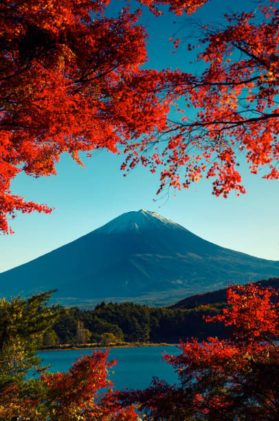 istock Mt.Fuji in autumn 821120618