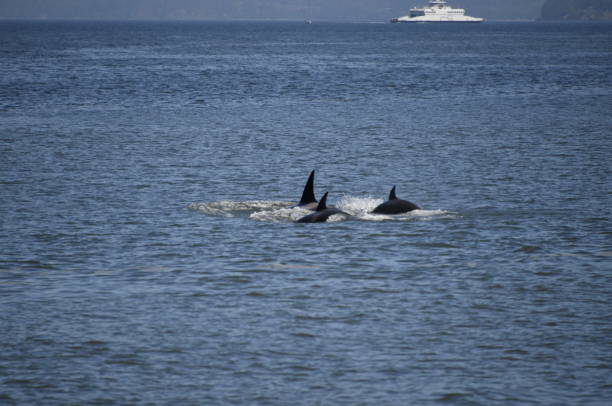 istock Killer Whale Family 821124298