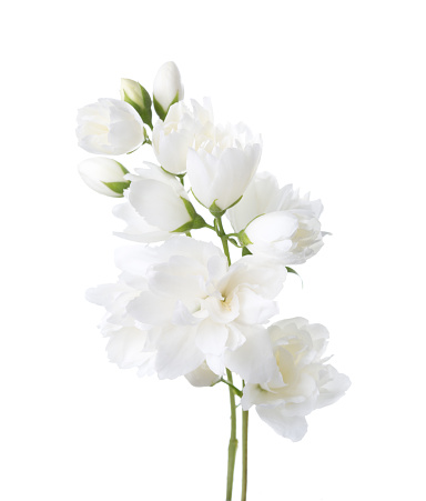 Jasmine's(Philadelphus) flowers isolated on white background.