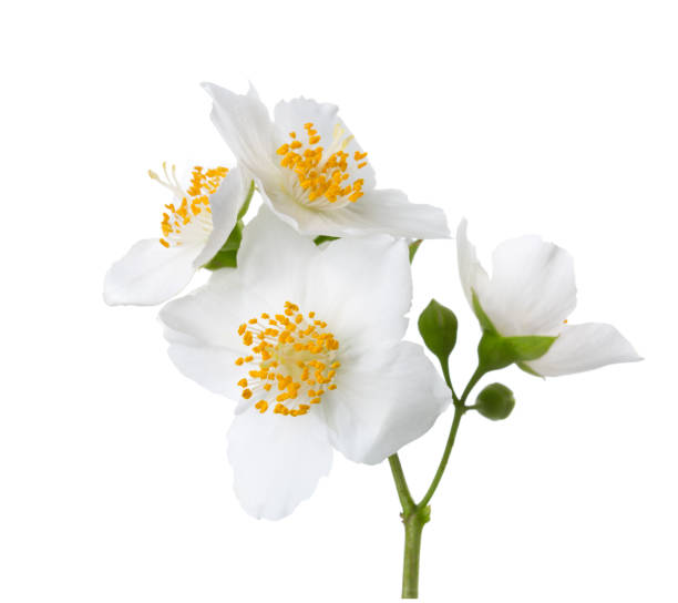 Jasmine's (Philadelphus) flowers isolated on white background.