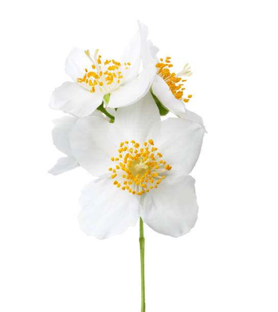 istock Jasmine's (Philadelphus) flowers isolated on white background. 821130310