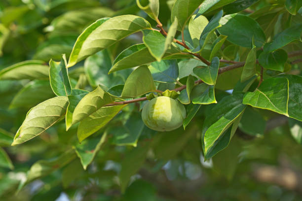 istock Fruit of the Japanese persimmon 821131502