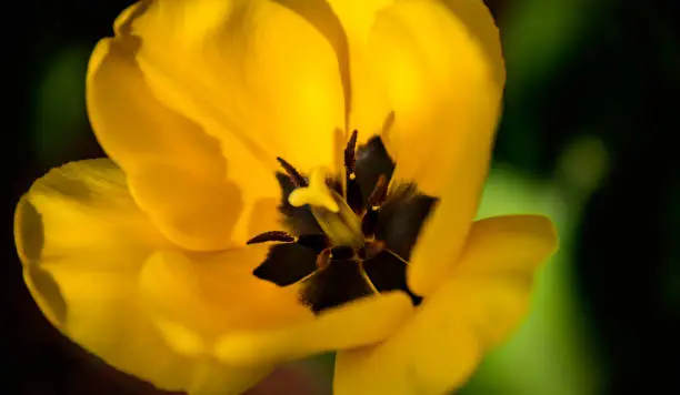 Yellow tulip flower head closup, spring flower on sunny day with dark gree blurry background