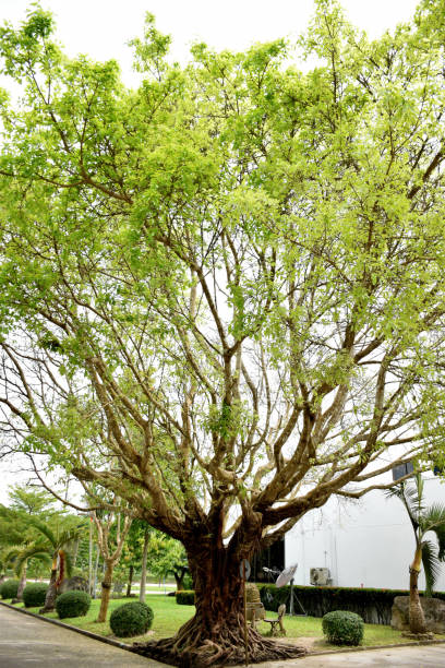 istock The tree with young leaves.put forth fresh leaves.be in a bud.bud on white background 821145226
