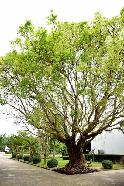 istock The tree with young leaves.put forth fresh leaves.be in a bud.bud on white background 821145300
