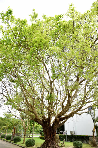 istock The tree with young leaves.put forth fresh leaves.be in a bud.bud on white background 821145330