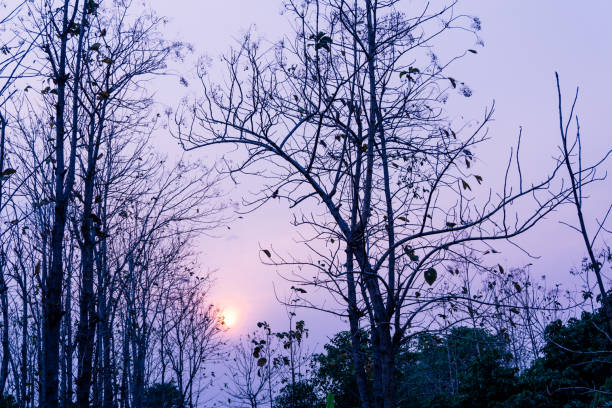 Purple sky