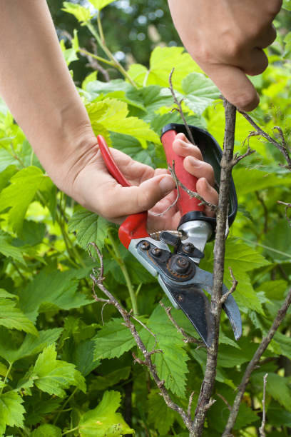 istock hands of gardener pruning black current with secateurs 821145758