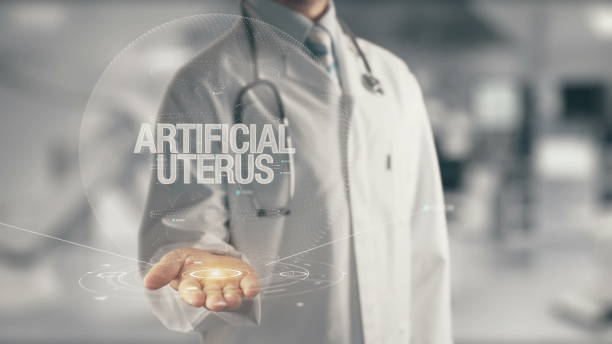 istock Doctor holding in hand Artificial Uterus 821146054