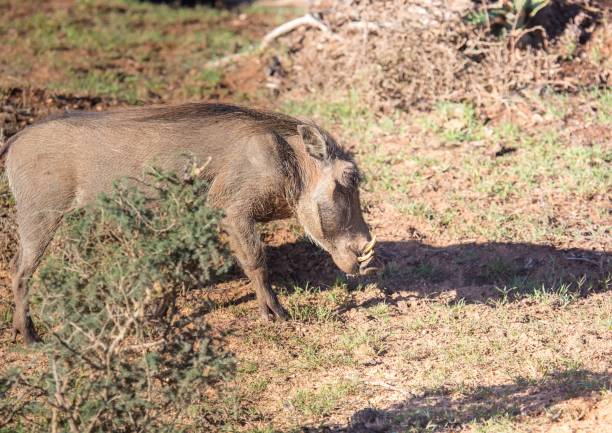istock Warthog is searching for food at Addo Elephant Park 821149326