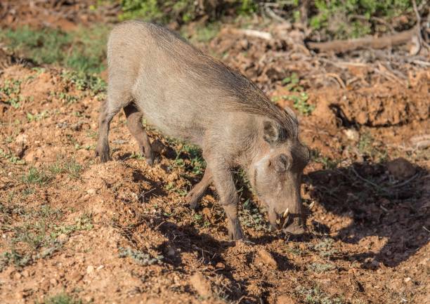 istock Warthog is searching for food at Addo Elephant Park 821149456