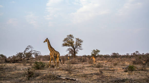 istock Giraffe in Kruger National park, South Africa 821150308
