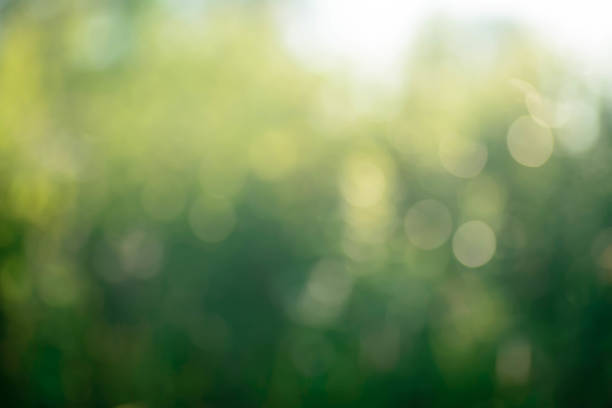 desenfocado fondo de naturaleza verde - movimiento borroso fotografías e imágenes de stock