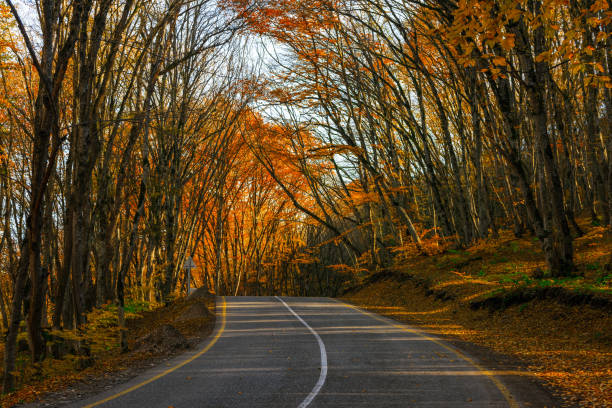 Road in autumn forest, road sign - turn