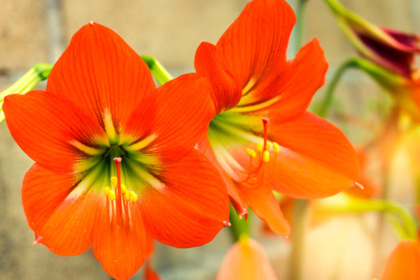 istock Flowers orange color. Parks & Outdoor 821153884