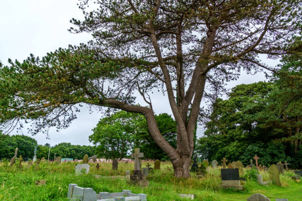 istock Weathered old Gravestones at neglected cemetery 821153958