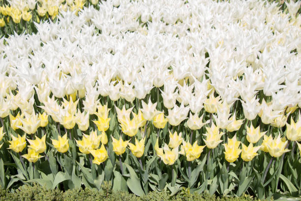 fiori di tulipano di colore bianco in giardino - coral fungus foto e immagini stock