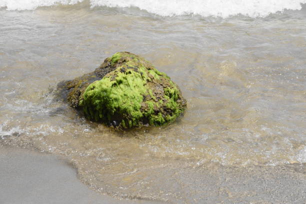 istock Seaweed at the Ibiza beach 821157862
