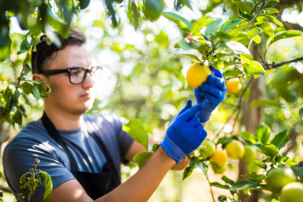 Young man farmer with lemon in hands shows the beauty of vegetable in greenhouse Farmer cutting lemons of a tree full of ripe fruit grove stock pictures, royalty-free photos & images