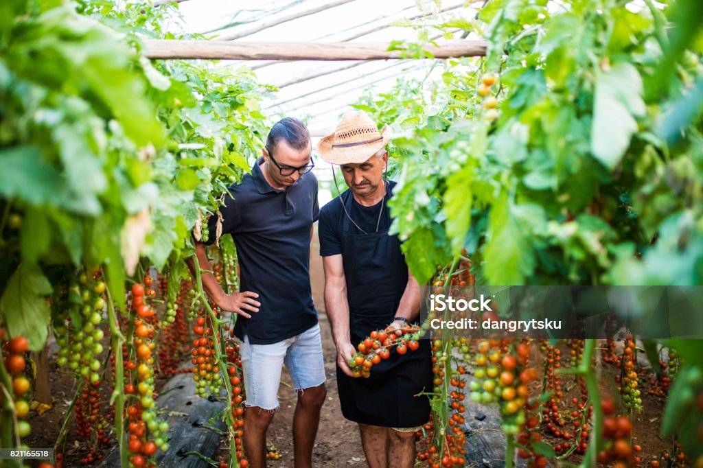 Dos trabajadores de granjero de invernadero Compruebe cosecha de tomate cherry - Foto de stock de Adulto libre de derechos