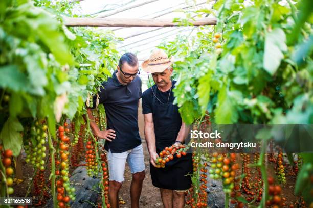 Dos Trabajadores De Granjero De Invernadero Compruebe Cosecha De Tomate Cherry Foto de stock y más banco de imágenes de Adulto