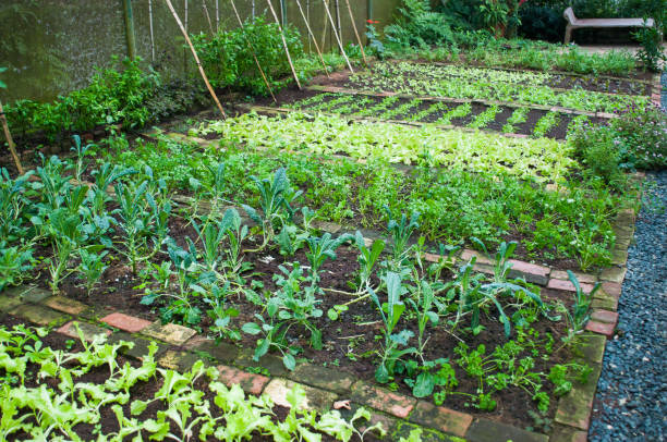 istock green house garden 821169072