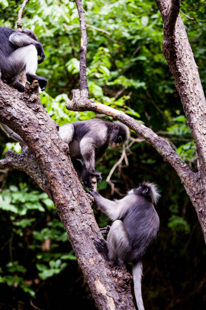 сумеречный лангур - brown capuchin monkey стоковые фото и изображения