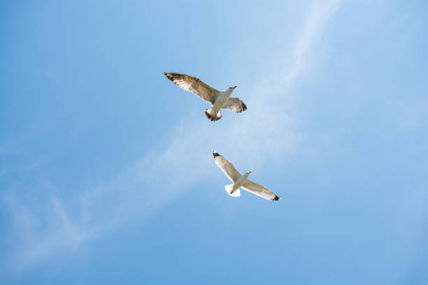 istock Two seagulls flying in a sky 821169506